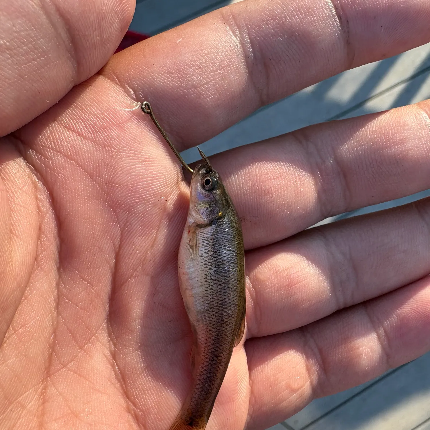 The most recent Eastern blacknose dace catches on Fishbrain