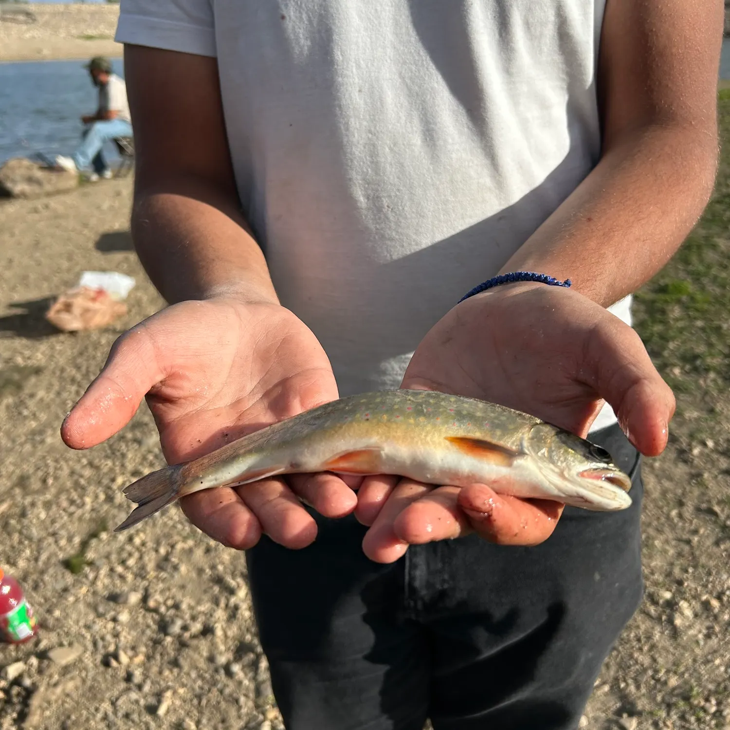 Brook trout caught on Fishbrain