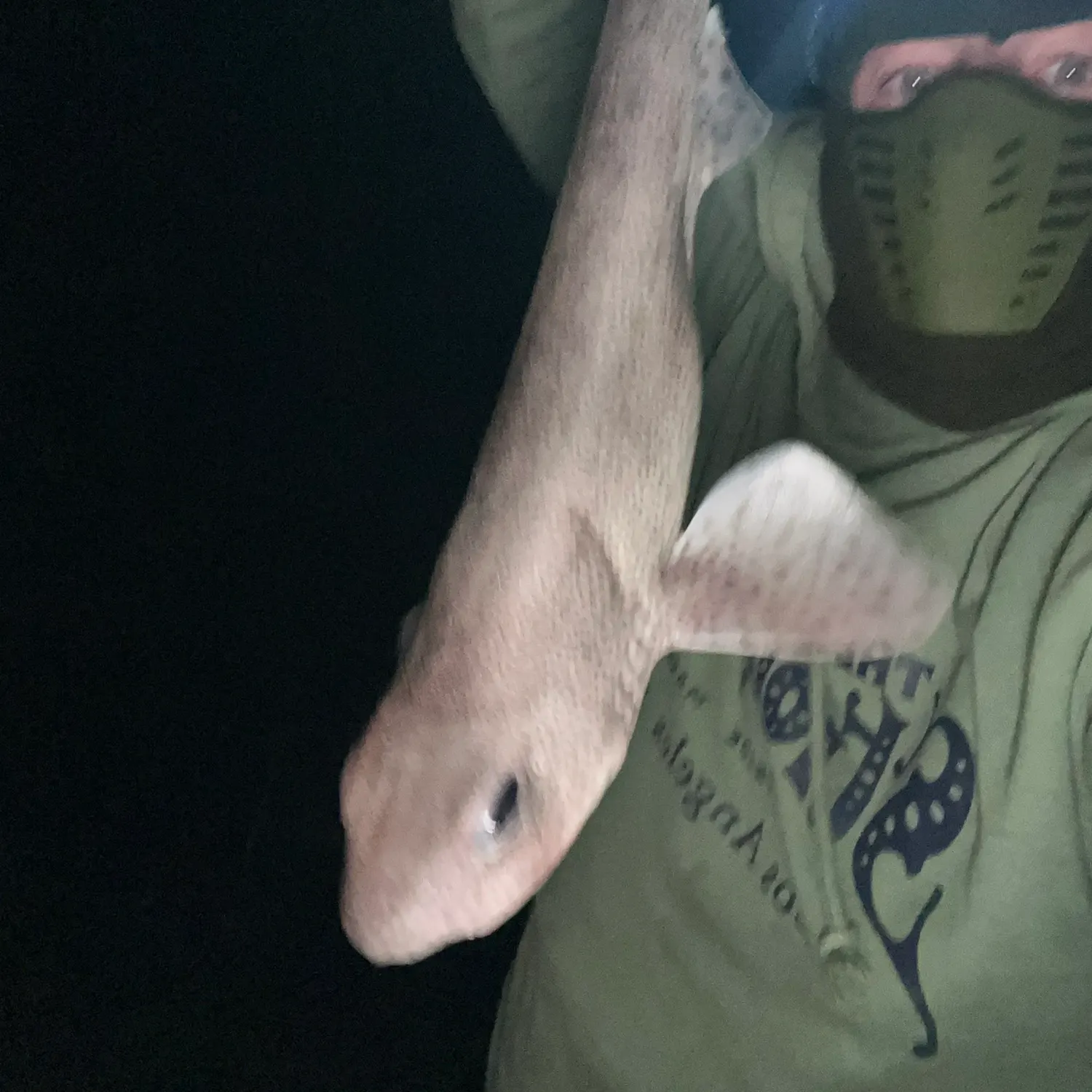 The most recent Lesser spotted dogfish catches on Fishbrain