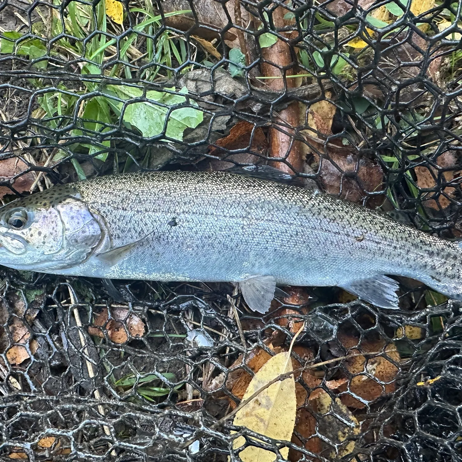 Rainbow trout caught on Fishbrain