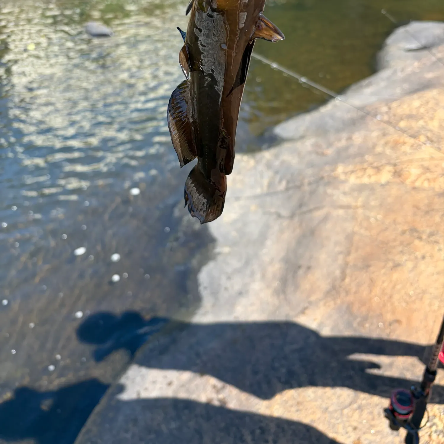 Brown bullhead caught on Fishbrain