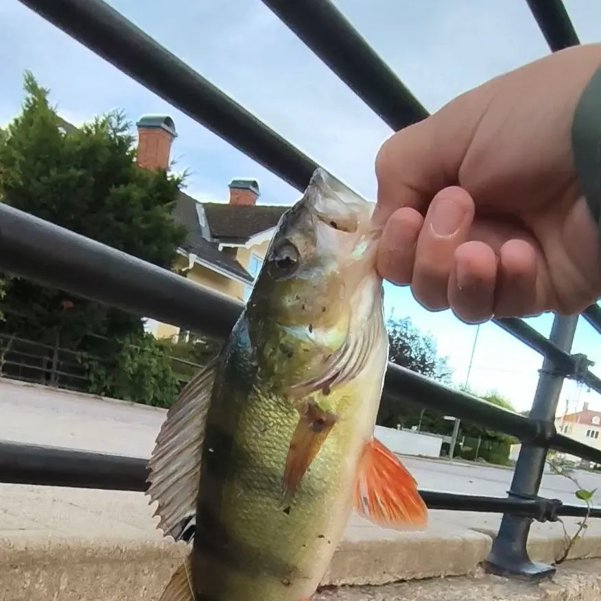 European perch caught on Fishbrain
