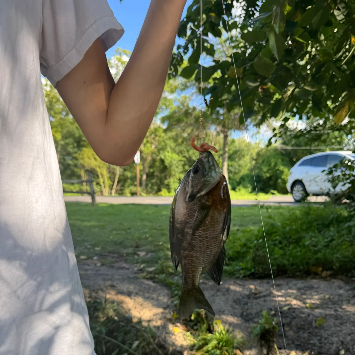 Bluegill caught on Fishbrain