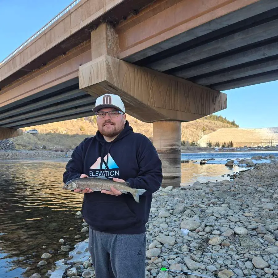 The most recent Mountain whitefish catches on Fishbrain