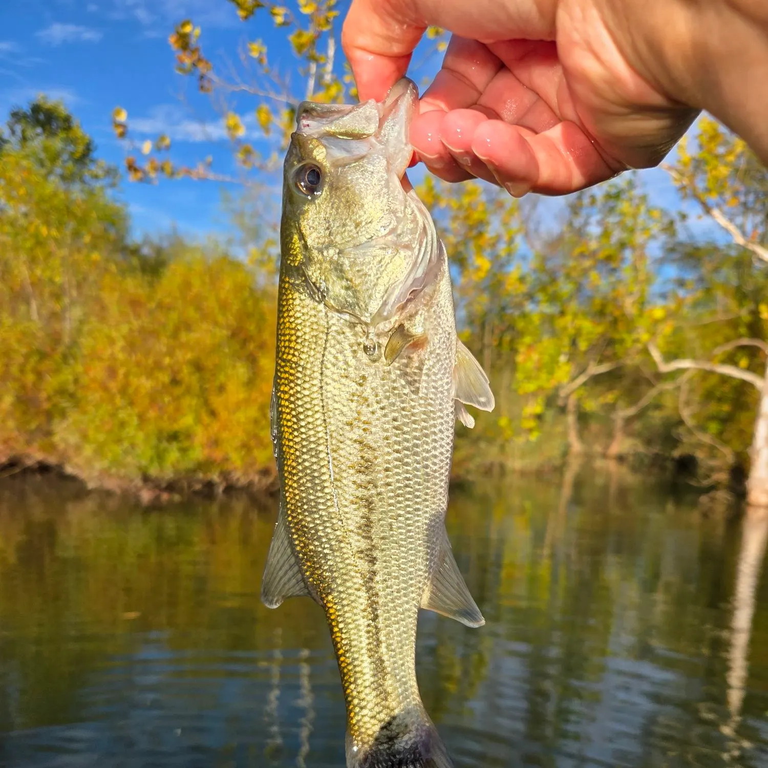 Largemouth bass caught on Fishbrain