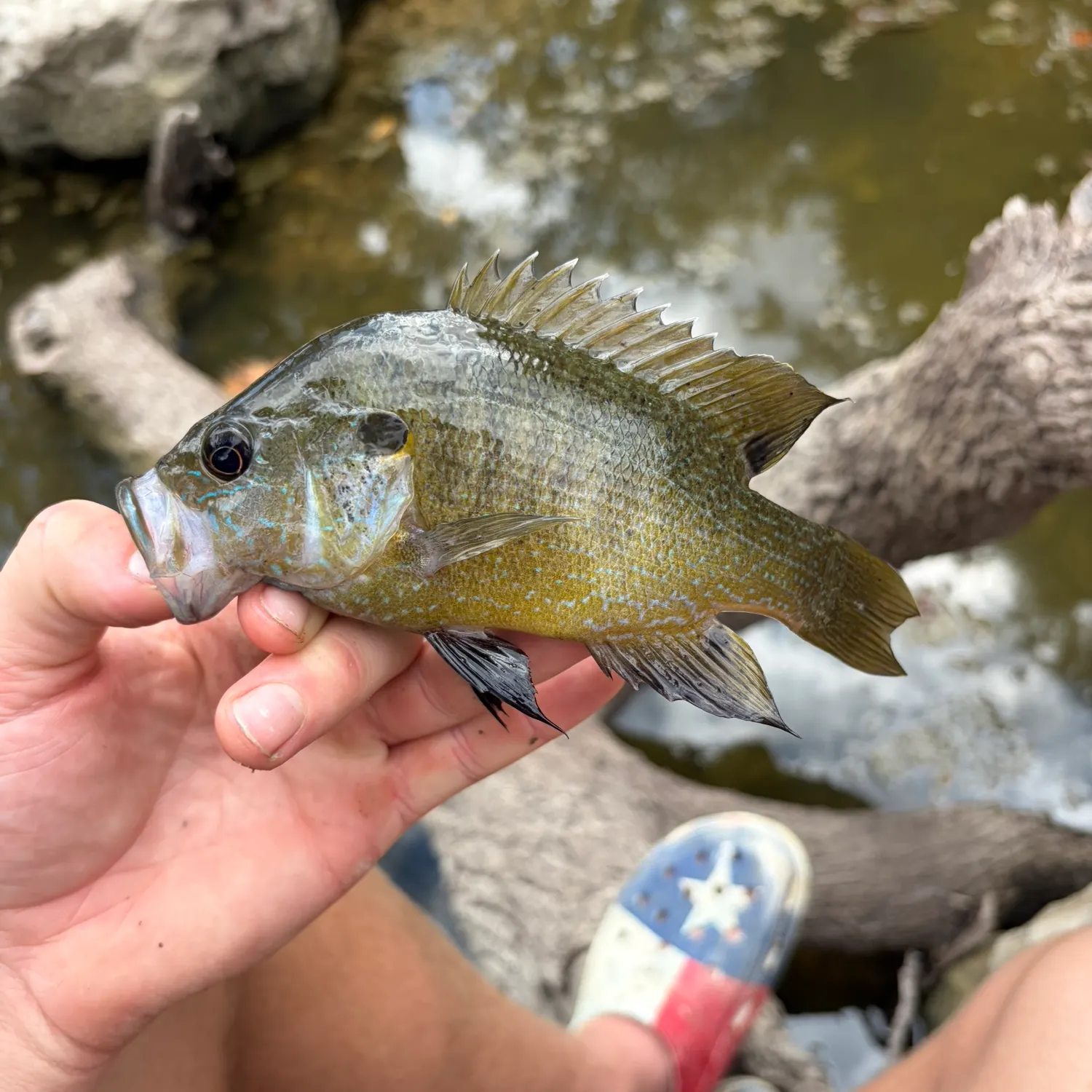 Green sunfish caught on Fishbrain