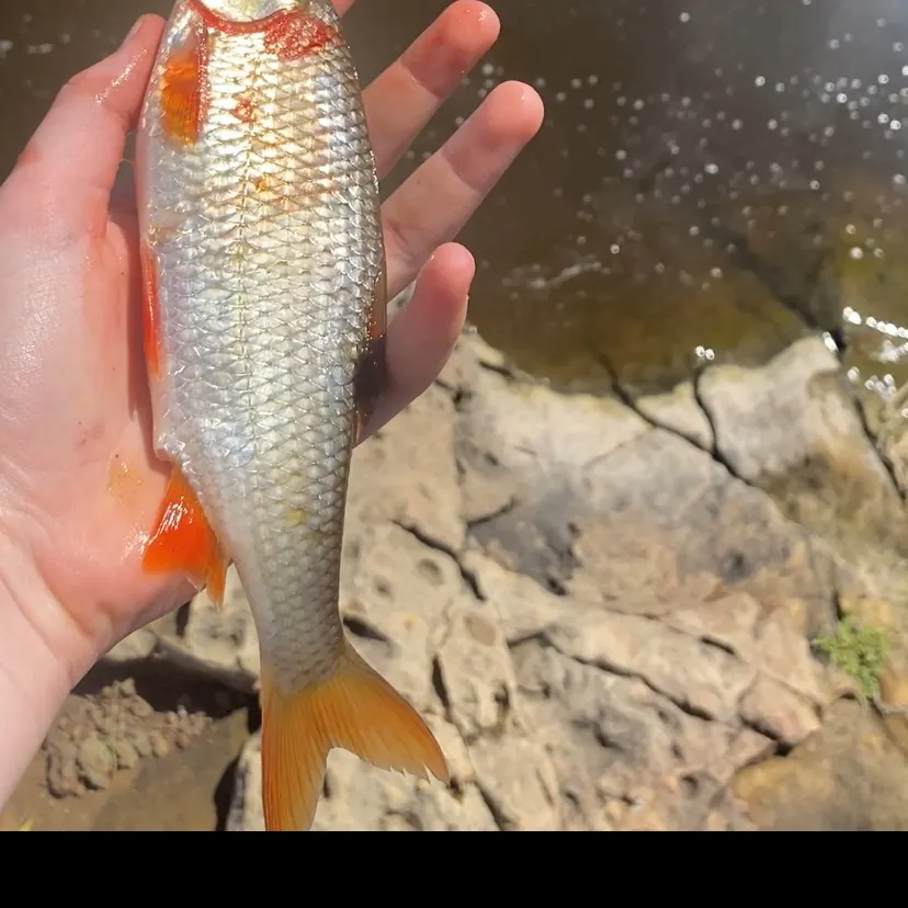 Common roach caught on Fishbrain