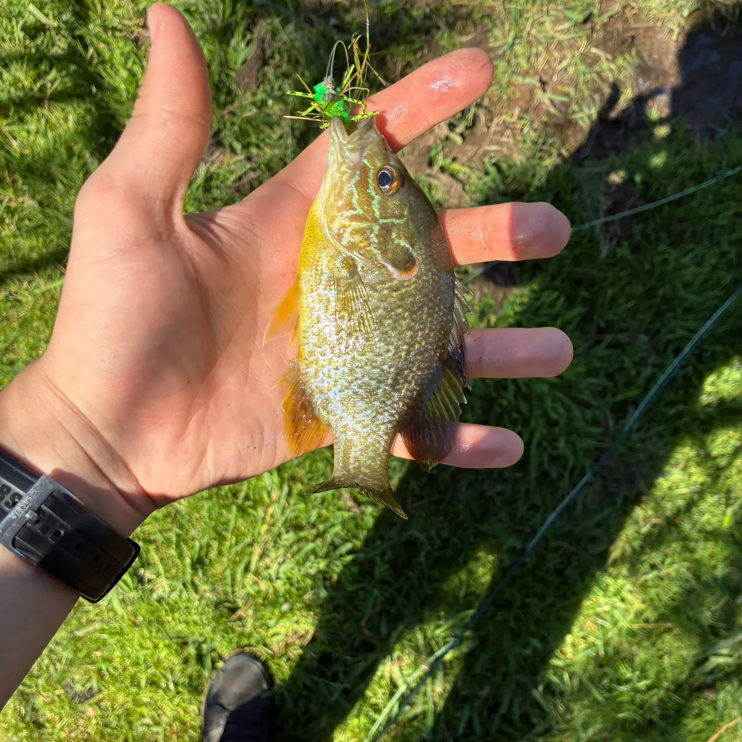 Pumpkinseed caught on Fishbrain