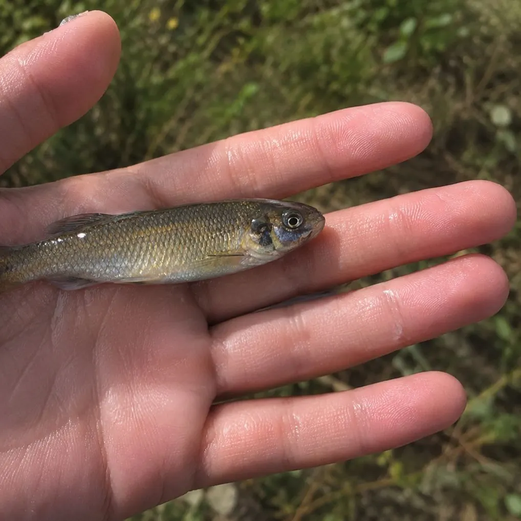 The most recent Fathead minnow catches on Fishbrain