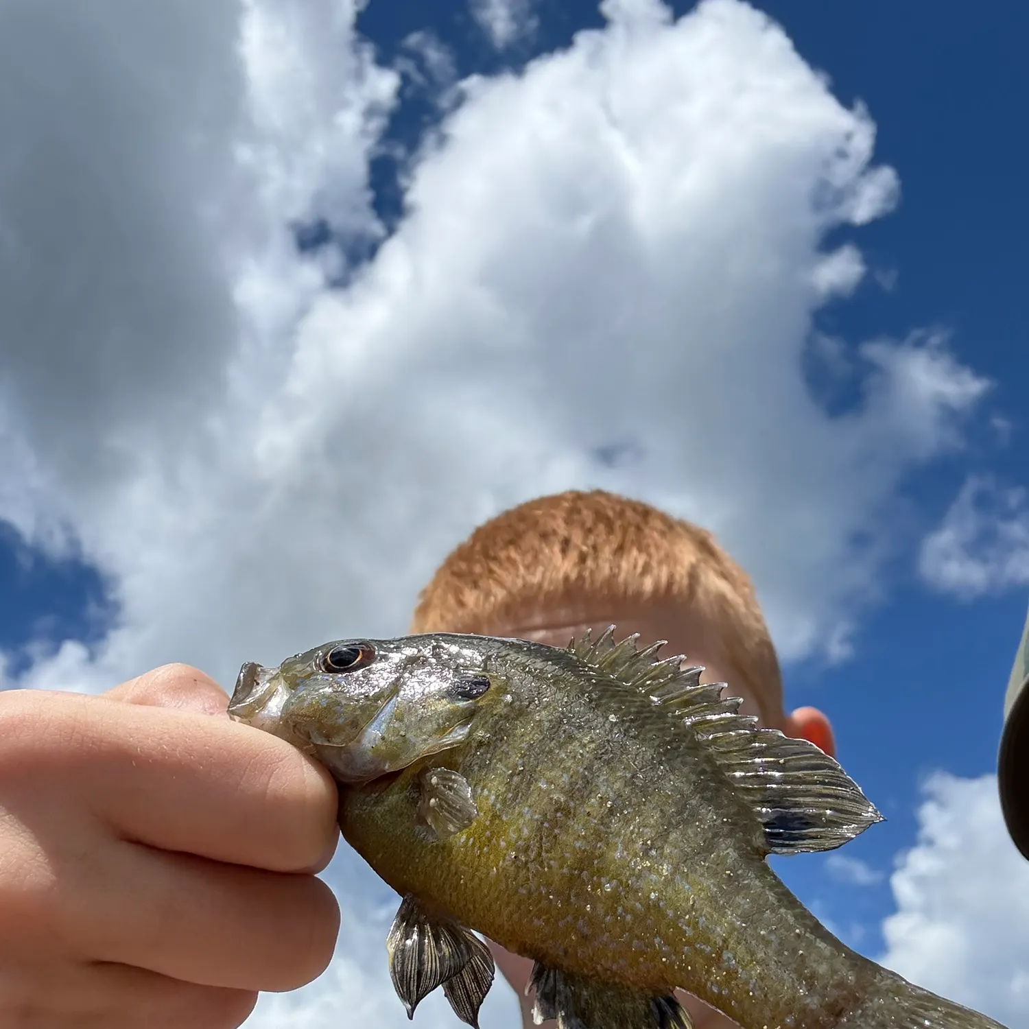 The most recent Atlantic tripletail catches on Fishbrain
