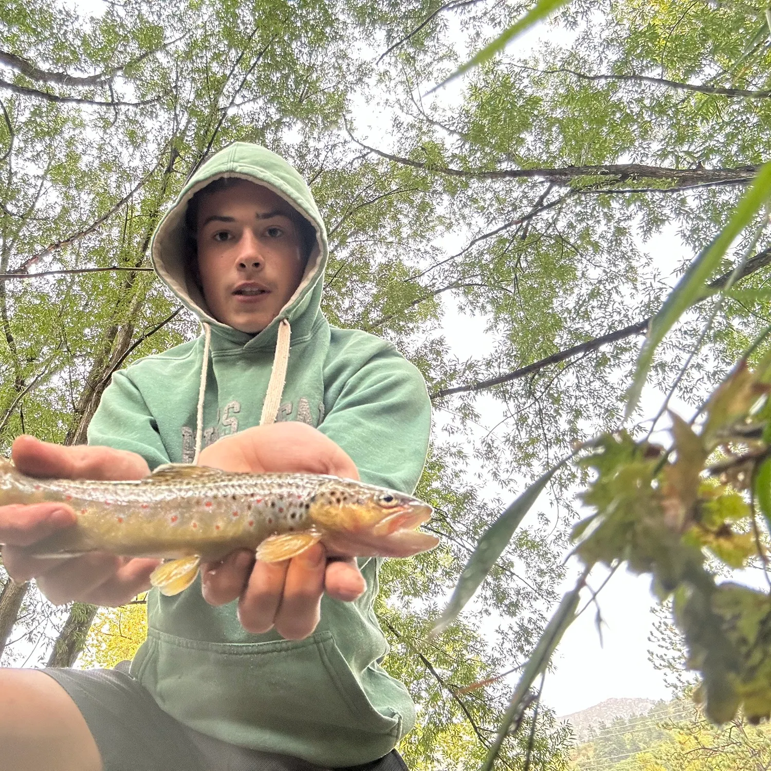 Brown trout caught on Fishbrain