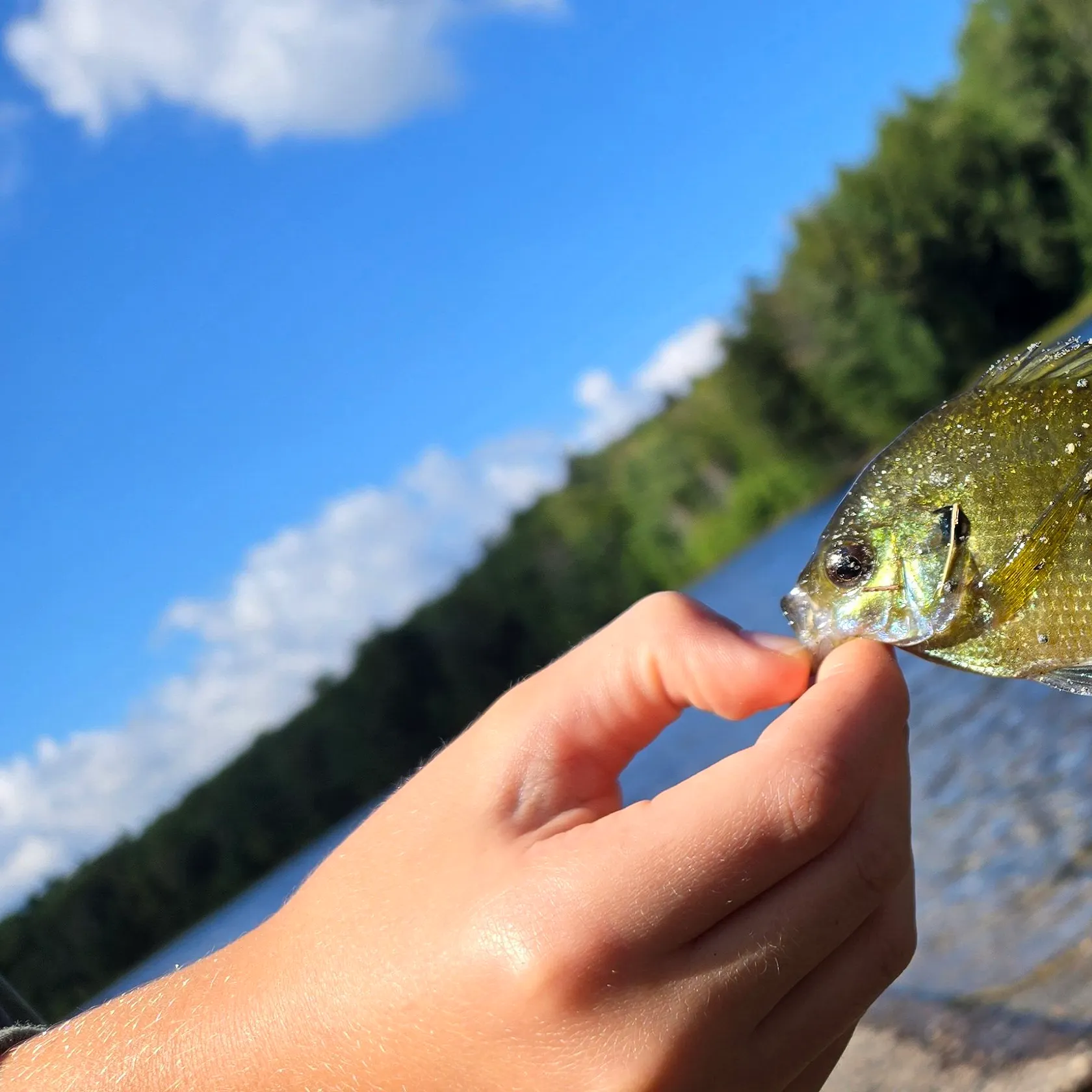 Bluegill caught on Fishbrain