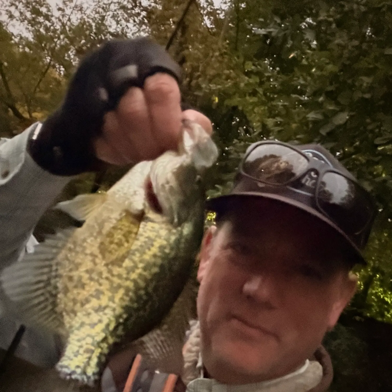 Black crappie caught on Fishbrain
