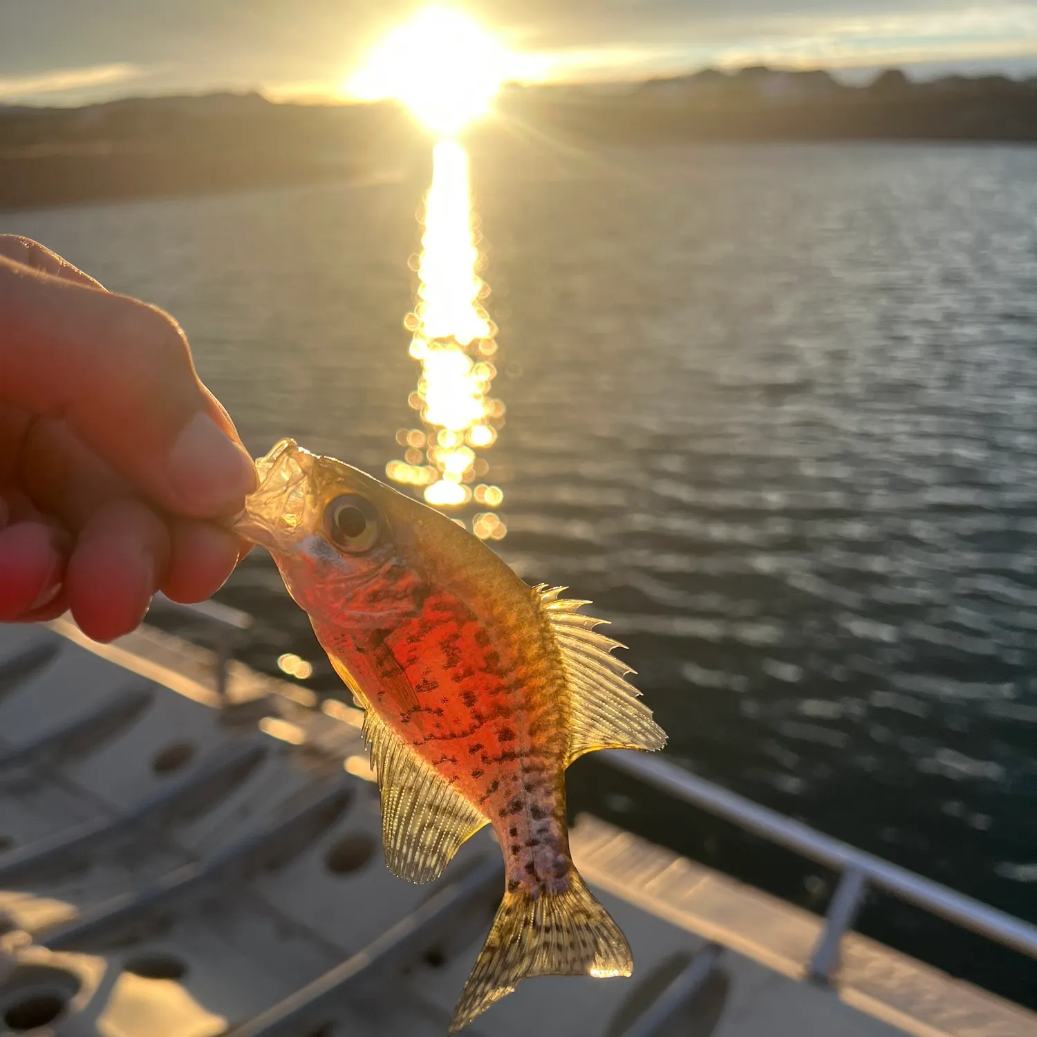White crappie caught on Fishbrain