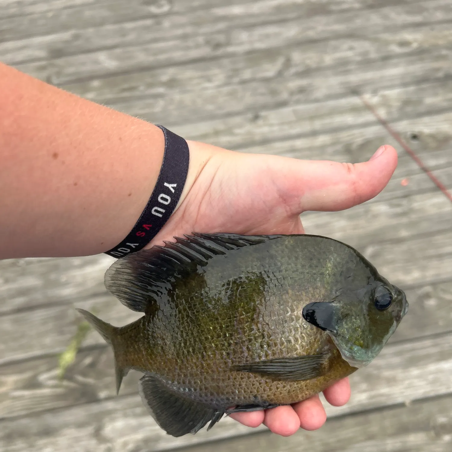 Bluegill caught on Fishbrain