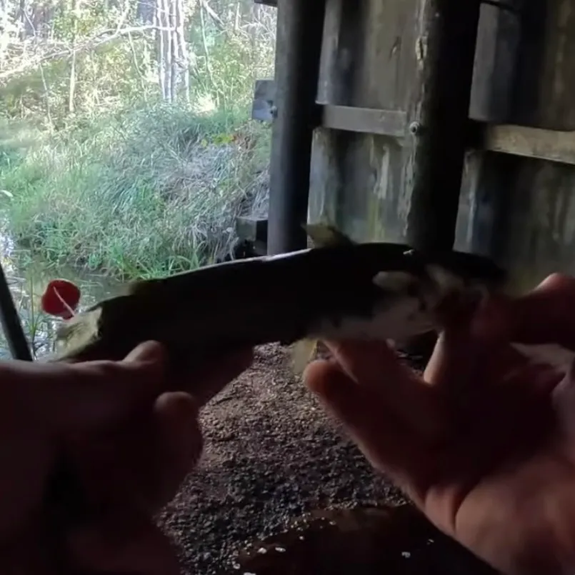 The most recent Margined madtom catches on Fishbrain