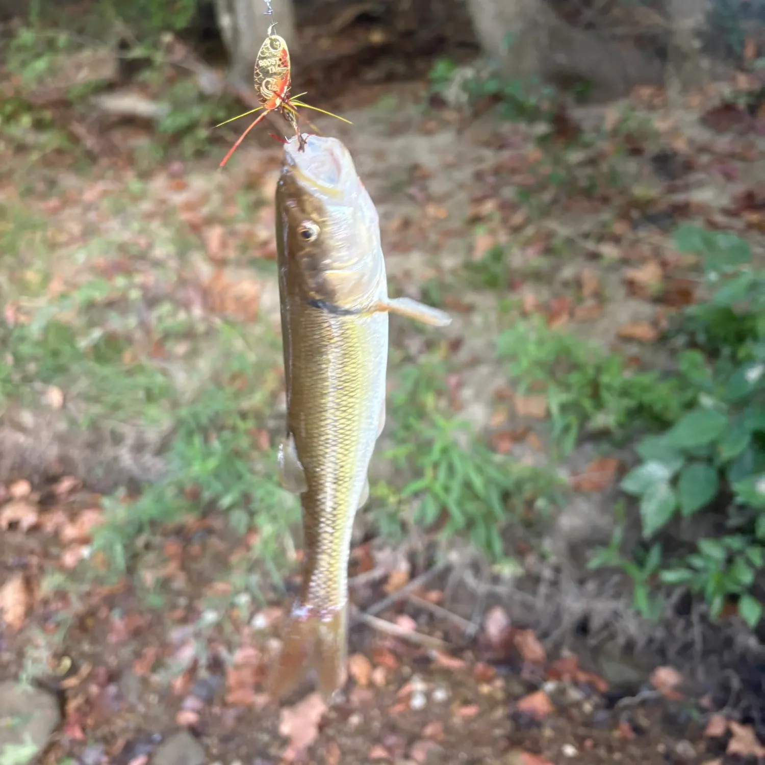 Creek chub caught on Fishbrain