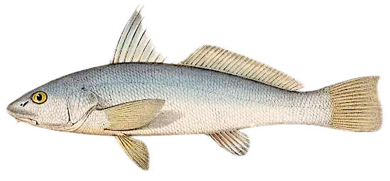 Gulf kingcroaker