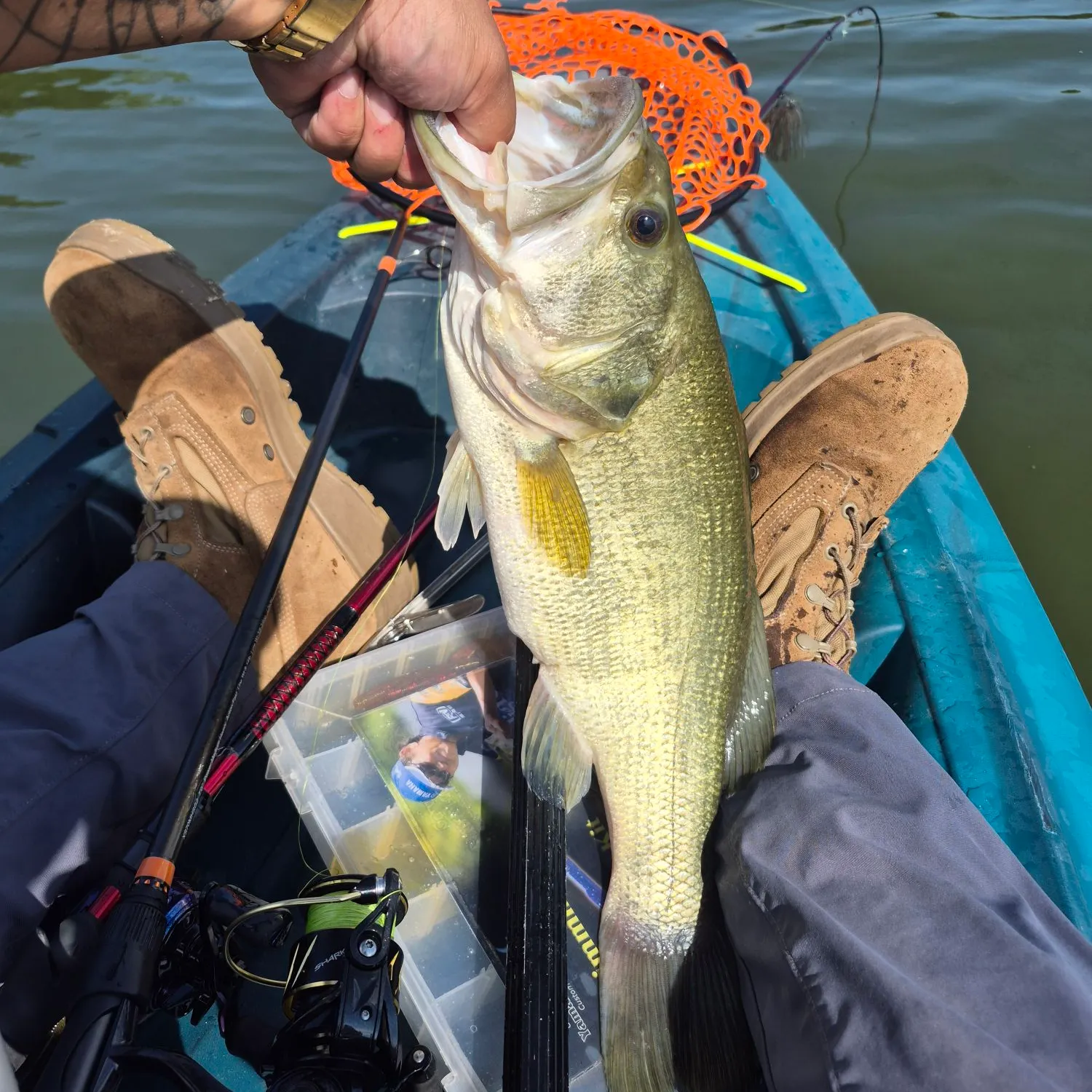 Largemouth bass caught on Fishbrain
