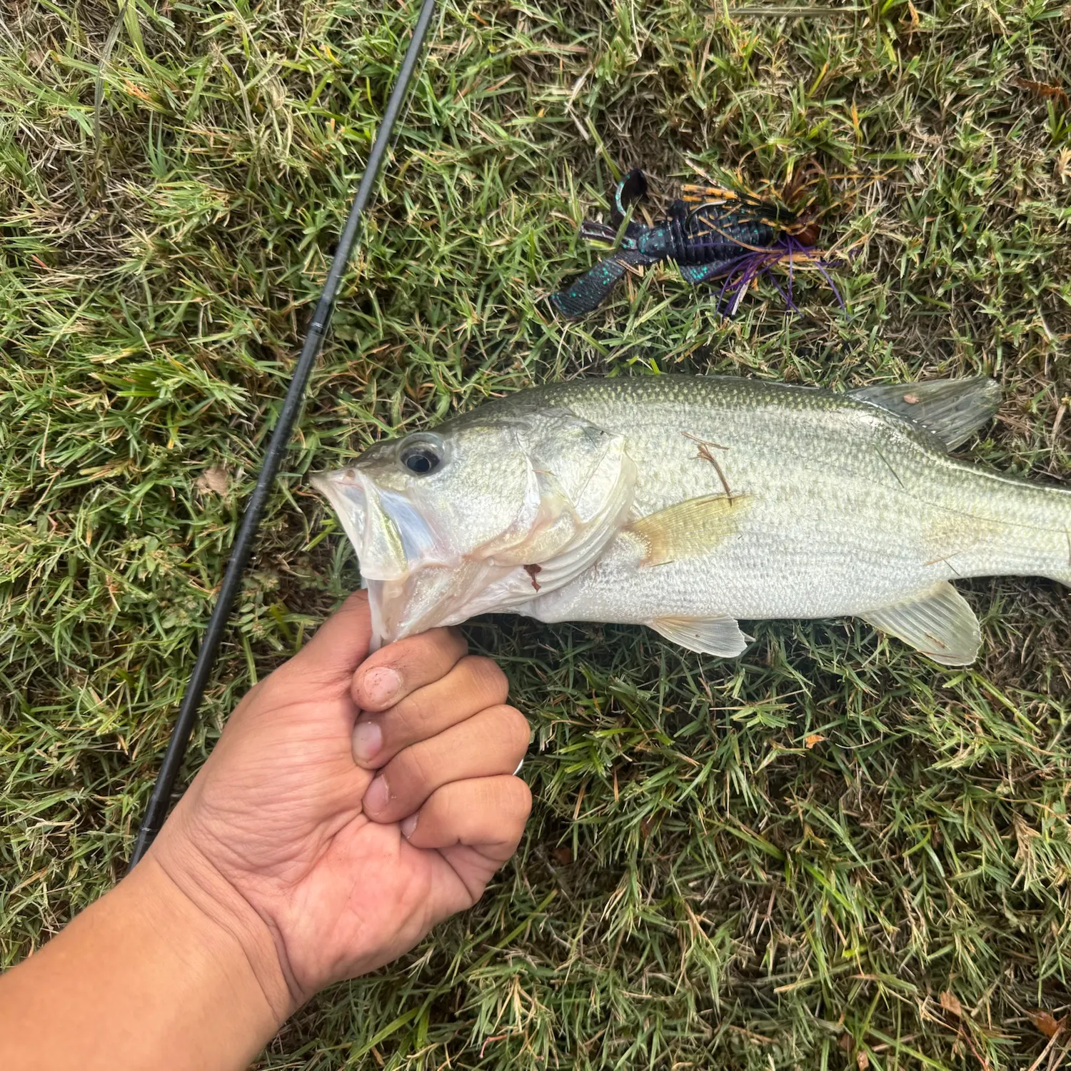 Largemouth bass caught on Fishbrain
