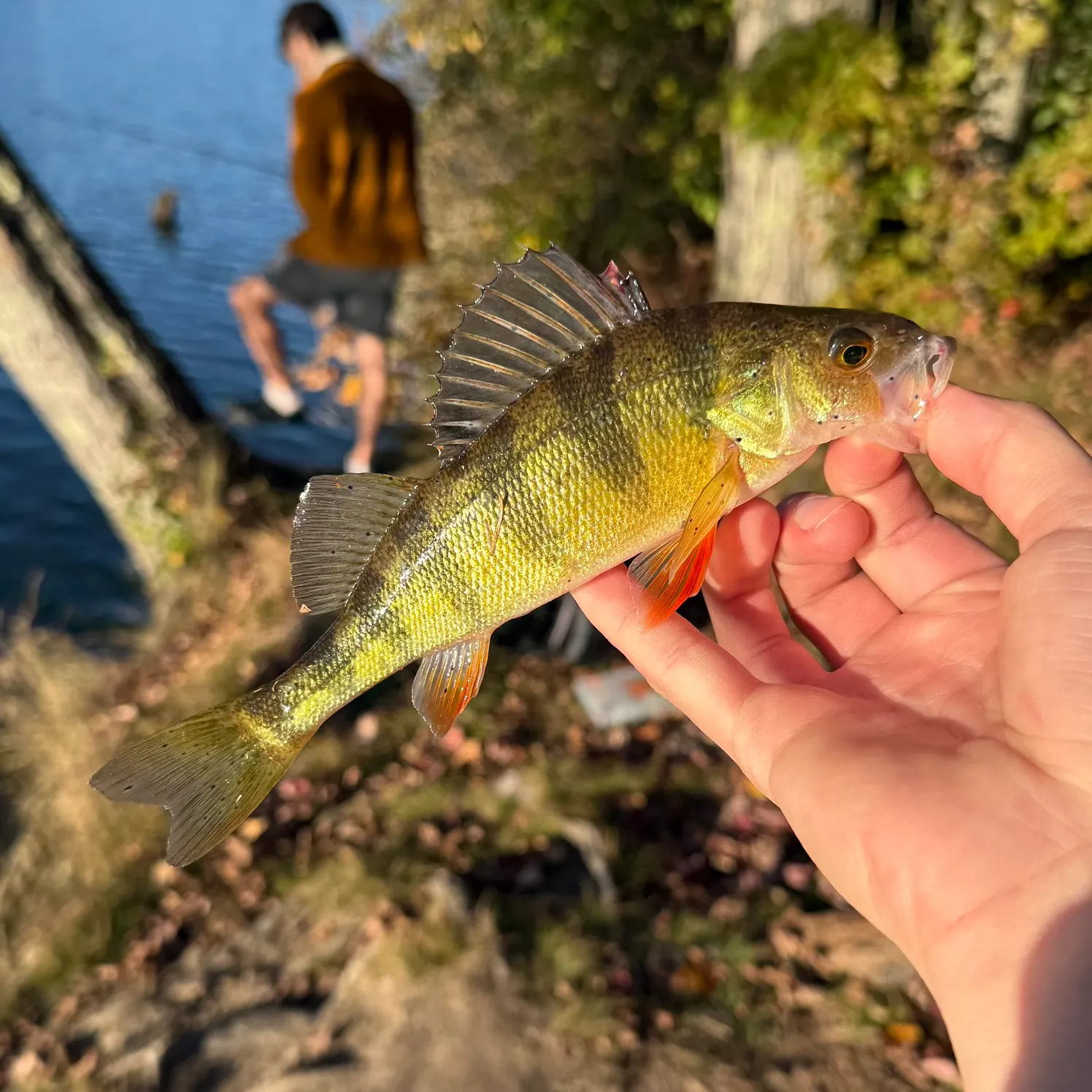 Yellow perch caught on Fishbrain