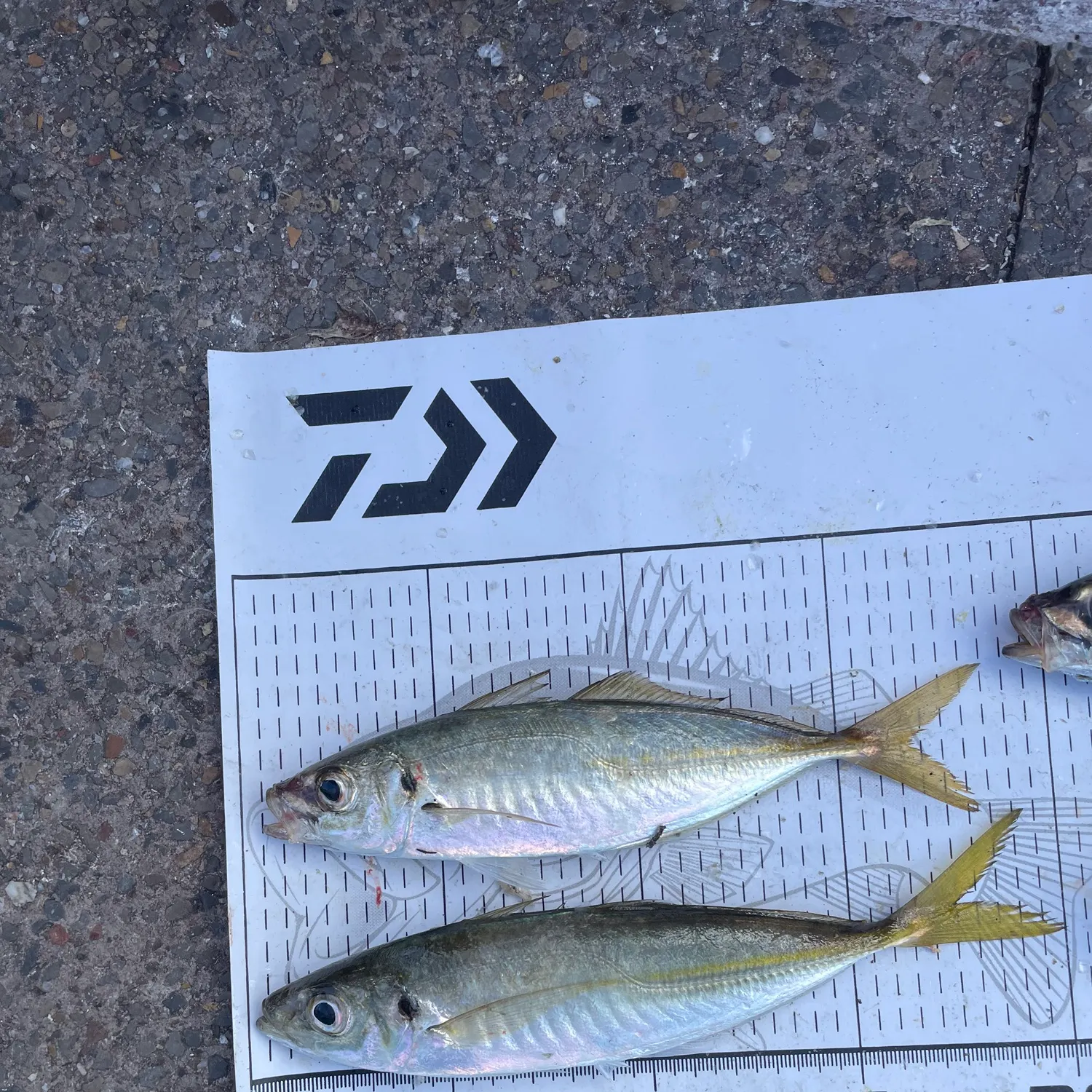 The most recent Yellowtail scad catches on Fishbrain
