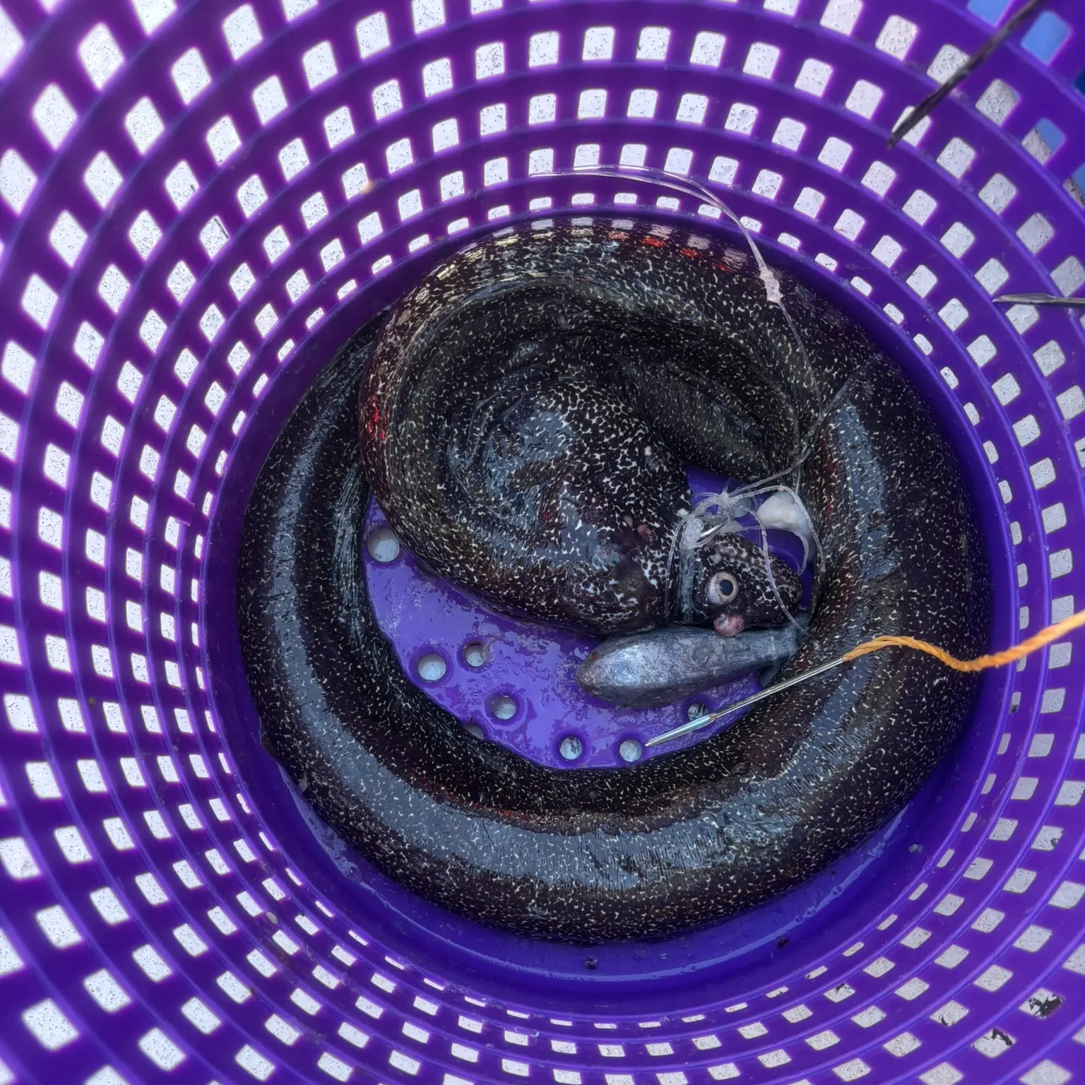 The most recent Dark moray catches on Fishbrain