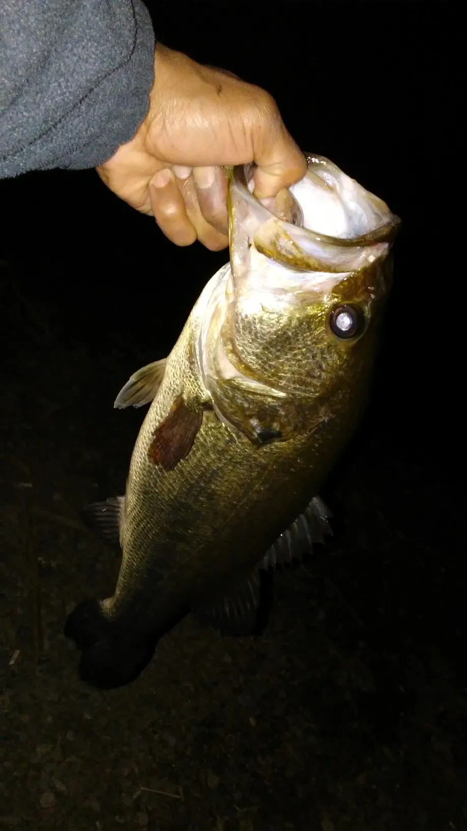 Post image from BASSHOGG714