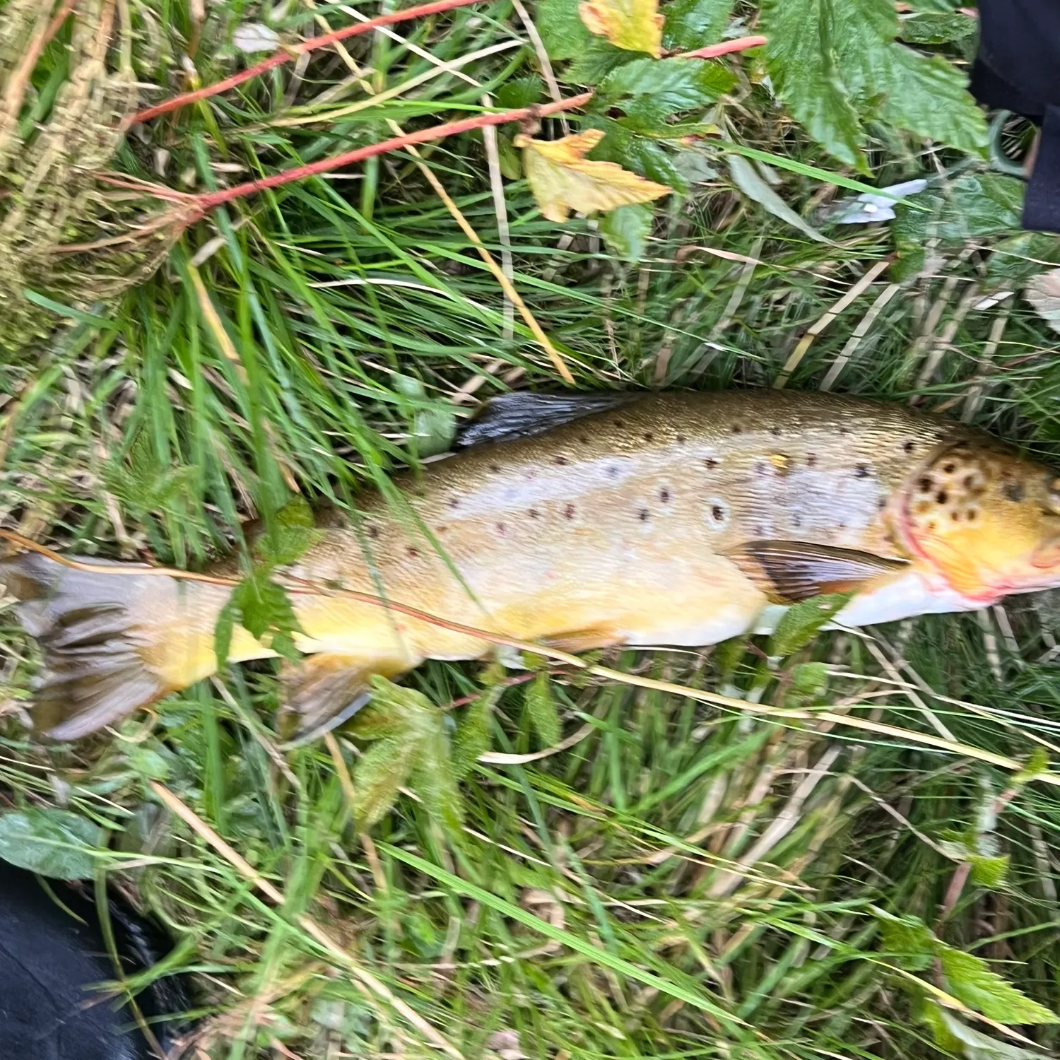 Brown trout caught on Fishbrain