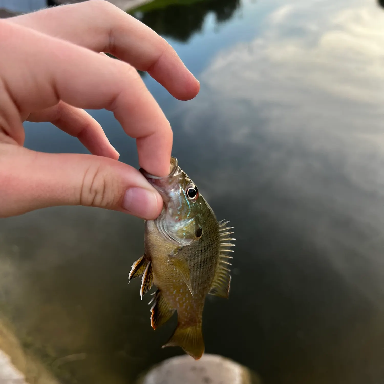 Green sunfish caught on Fishbrain