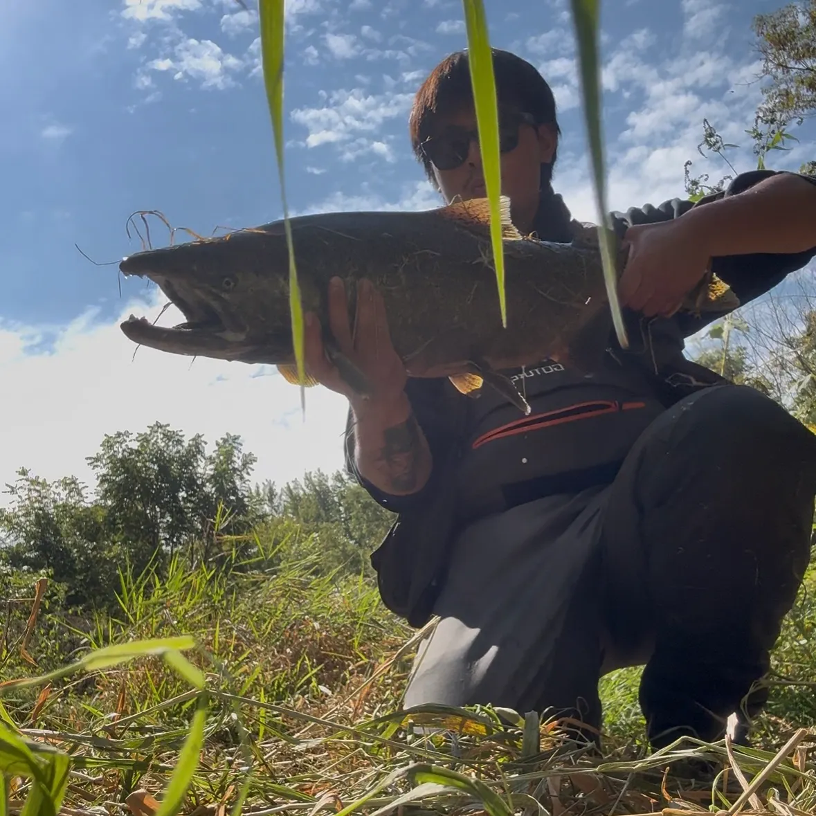 Chinook salmon caught on Fishbrain