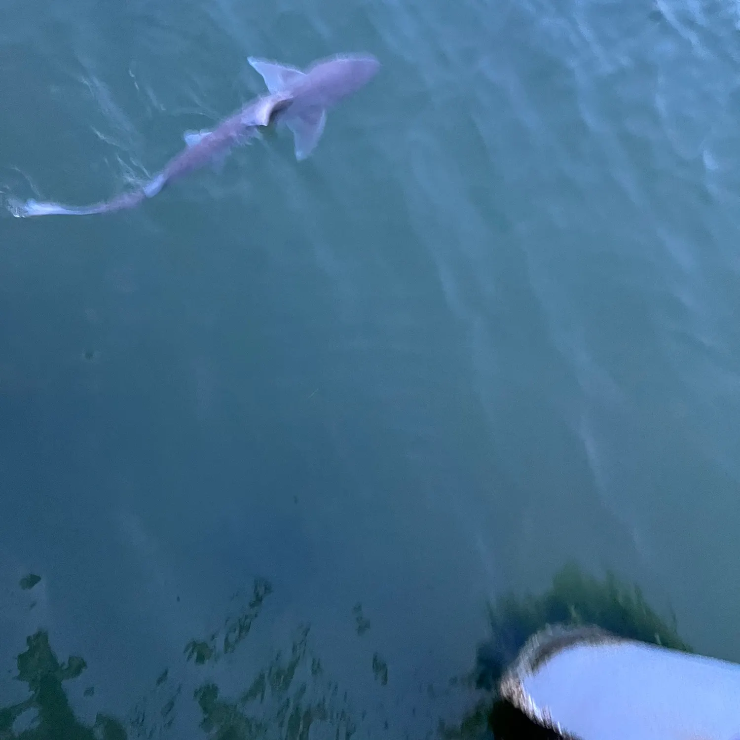 The most recent Piked dogfish catches on Fishbrain