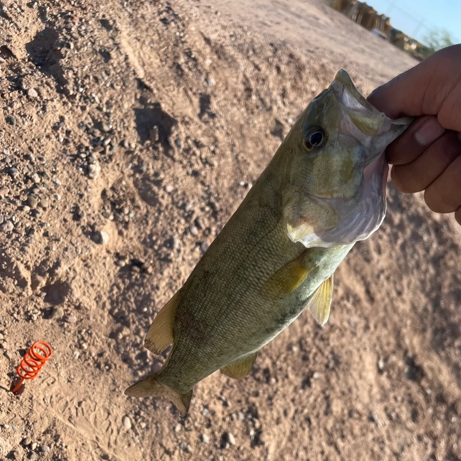 Smallmouth bass caught on Fishbrain