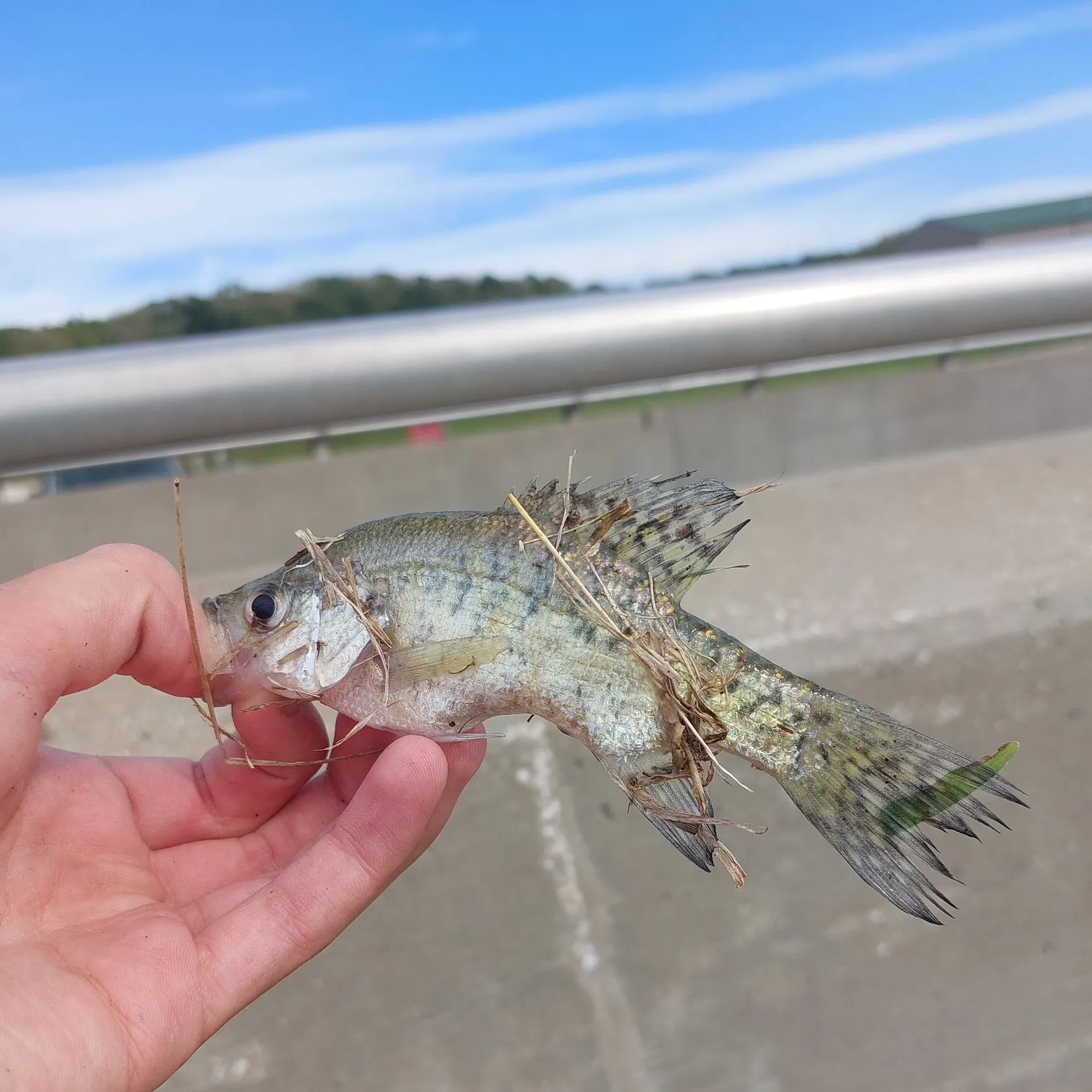 White crappie caught on Fishbrain