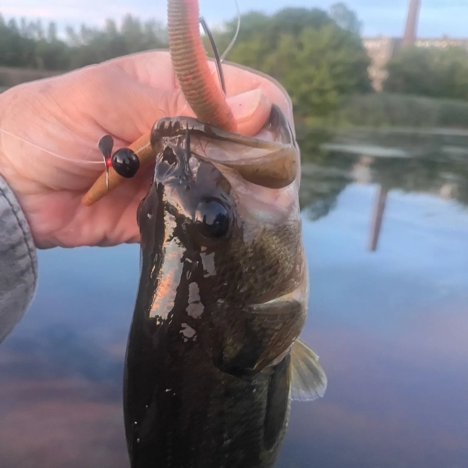 Largemouth bass caught on Fishbrain