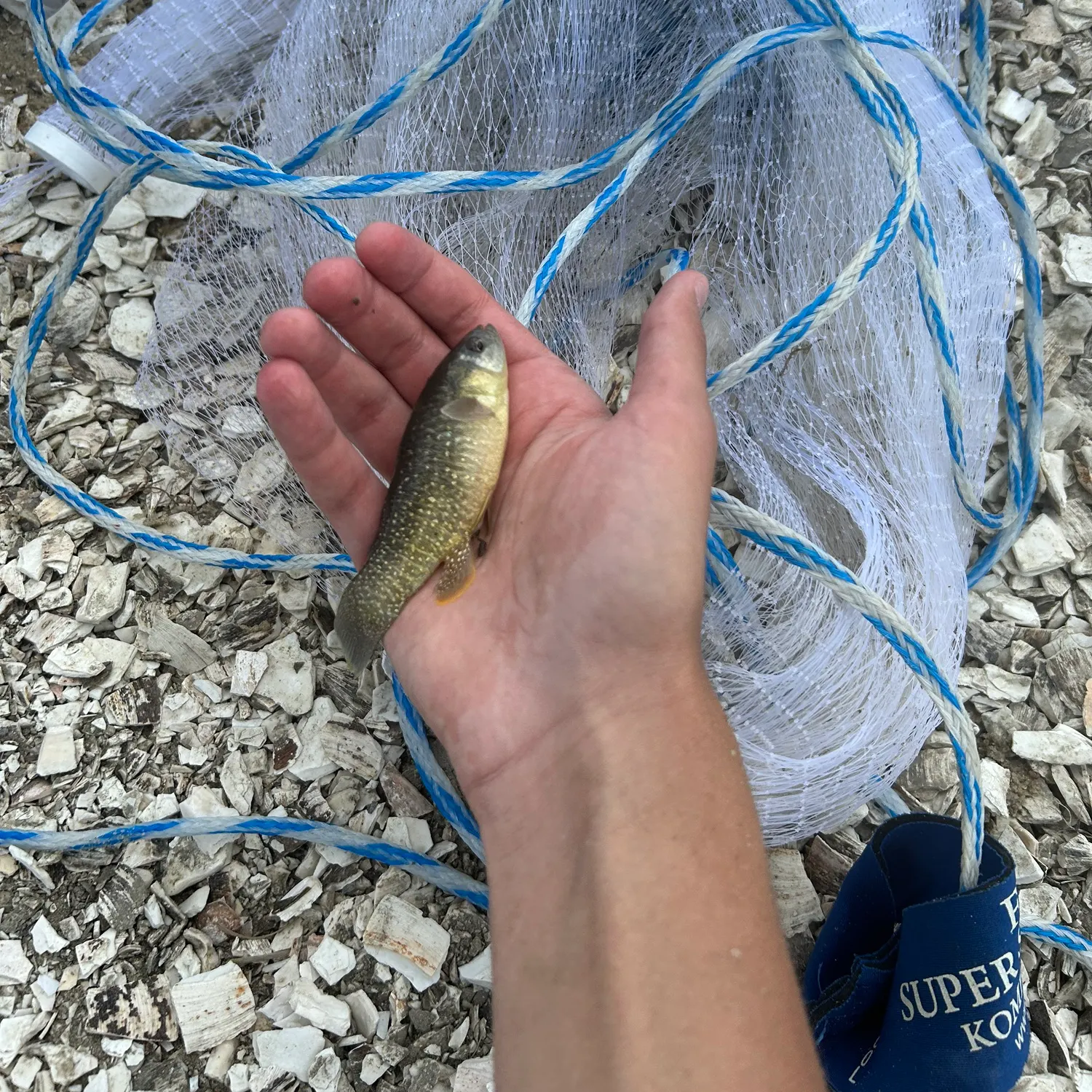 The most recent Mummichog catches on Fishbrain