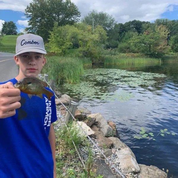 Redbreast sunfish caught on Fishbrain