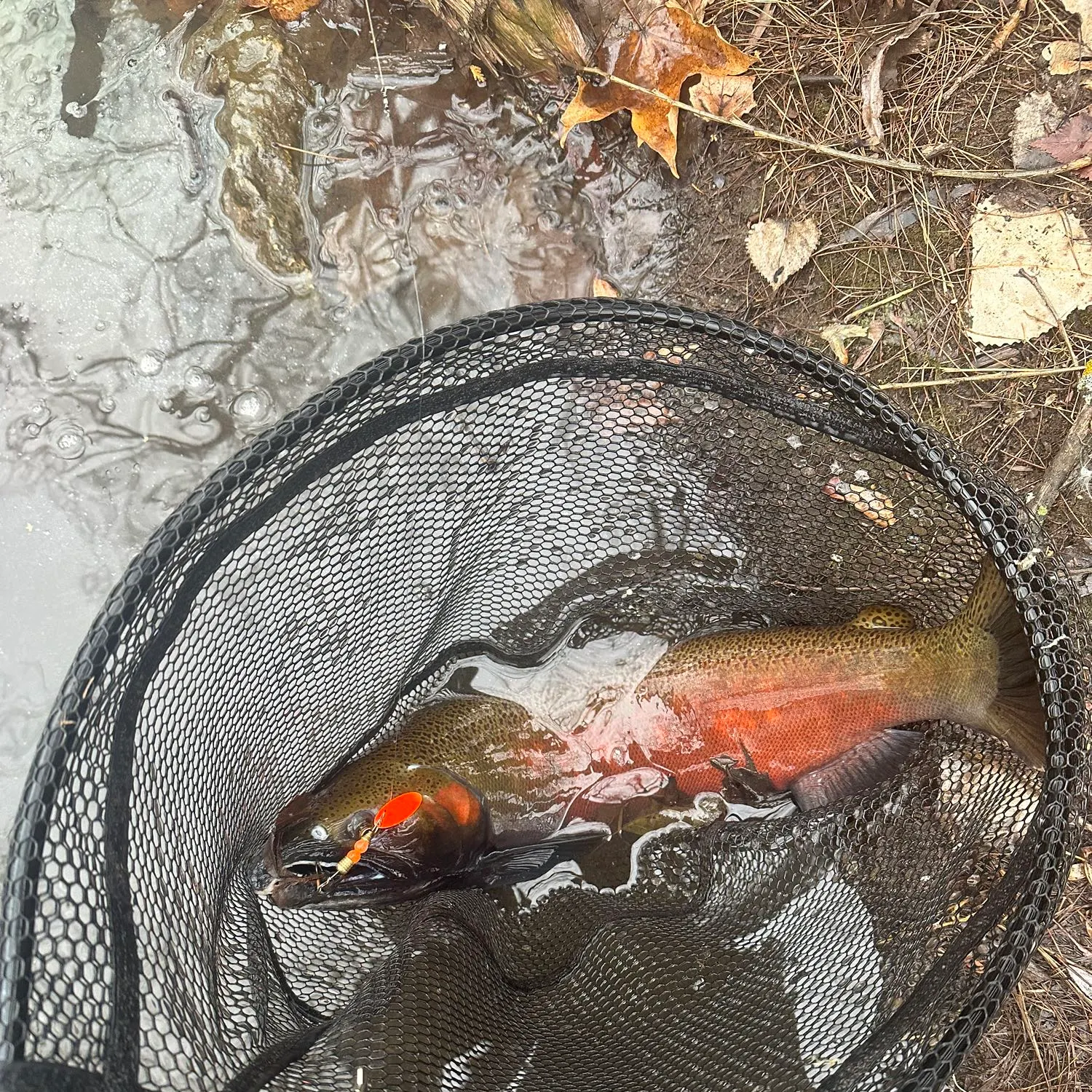 Coho salmon caught on Fishbrain