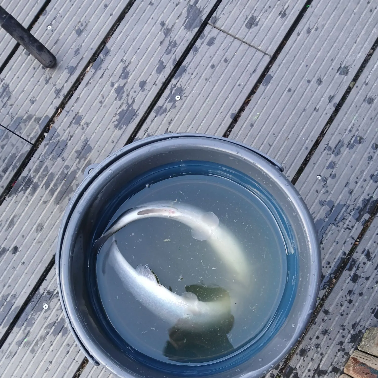 Rainbow trout caught on Fishbrain