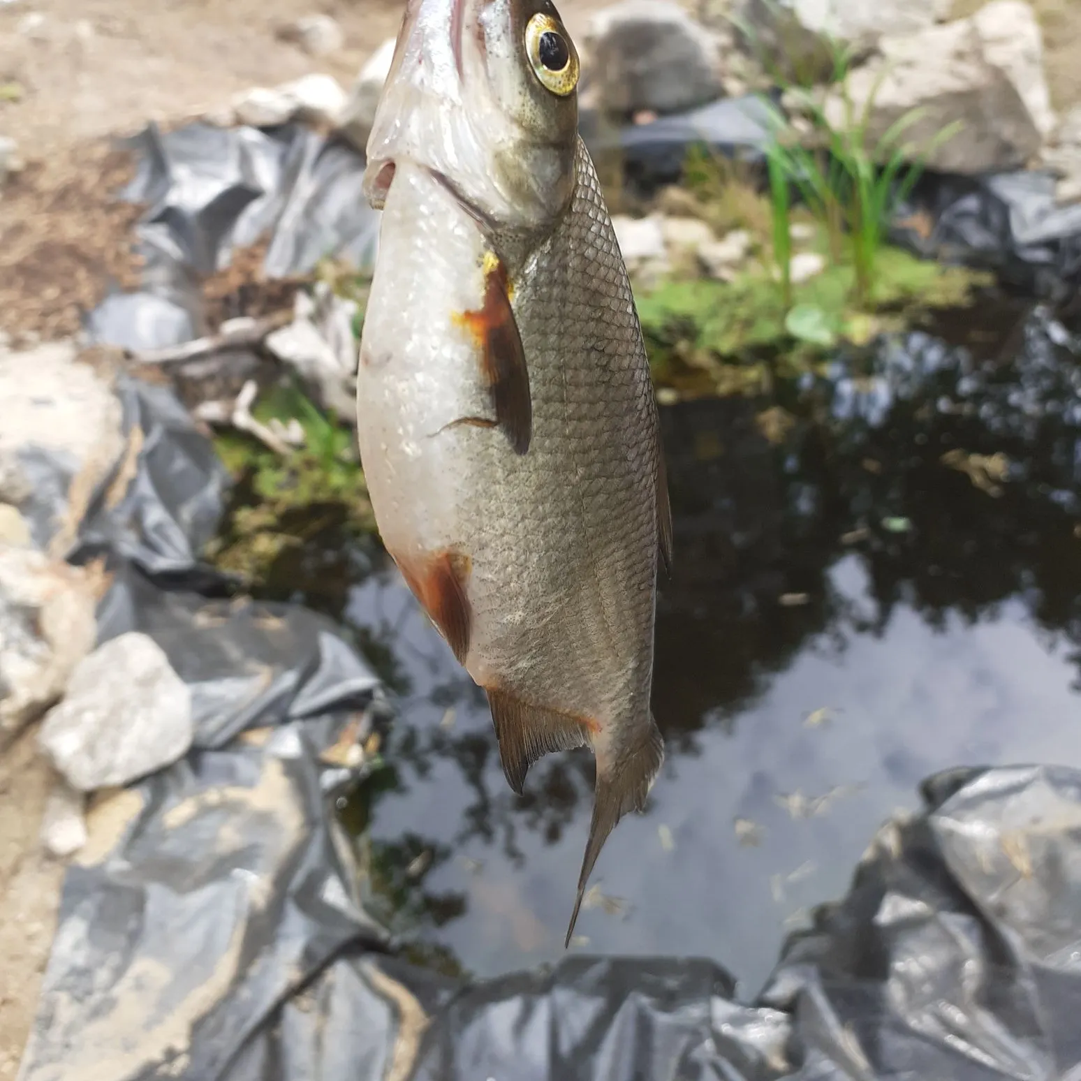 The most recent White bream catches on Fishbrain