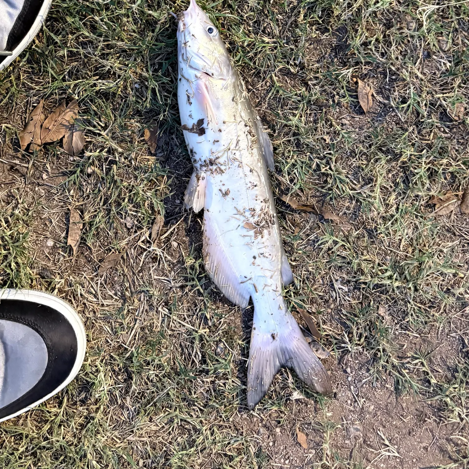 Channel catfish caught on Fishbrain