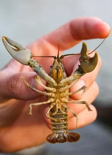 live Crawfish