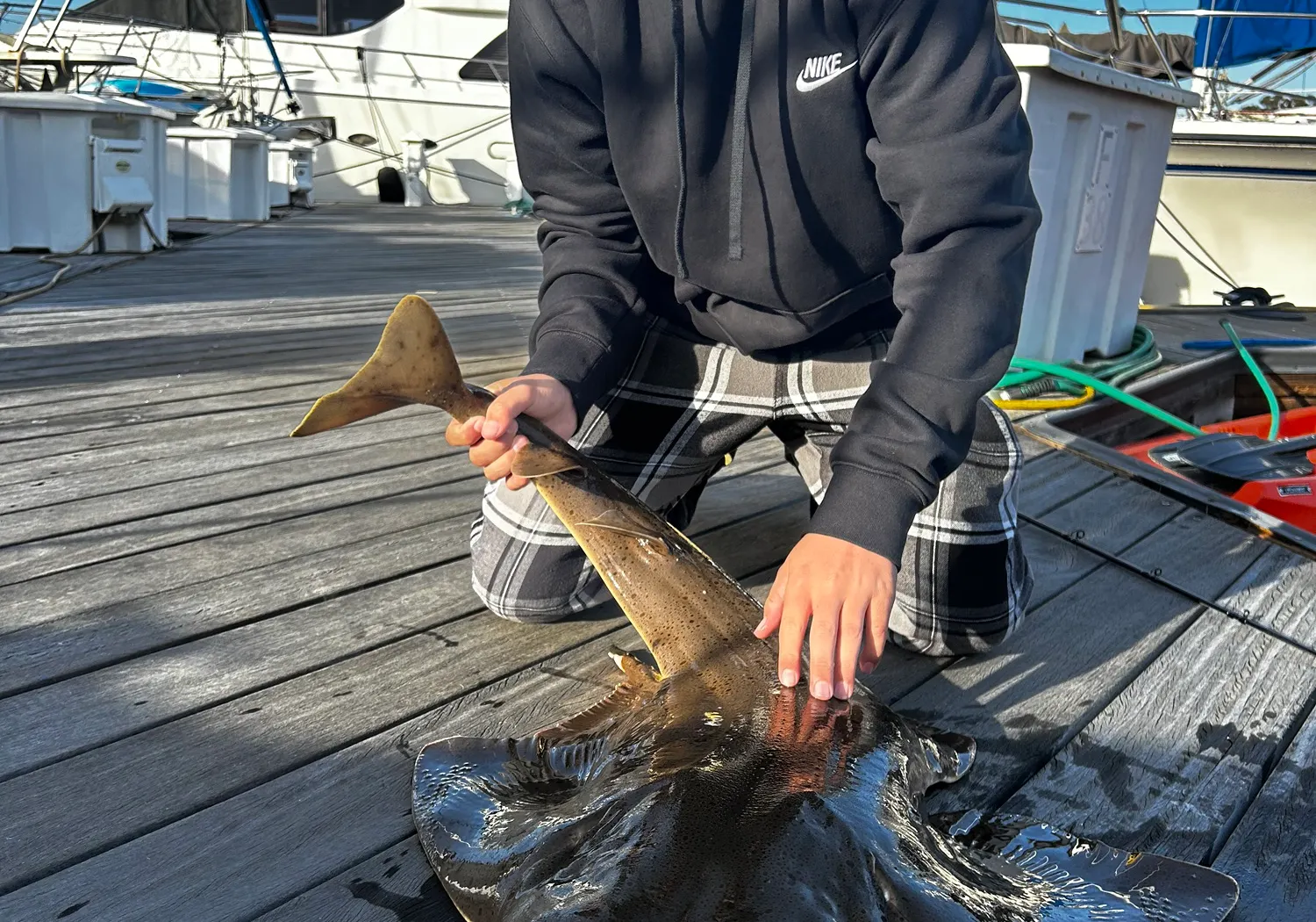 Angelshark