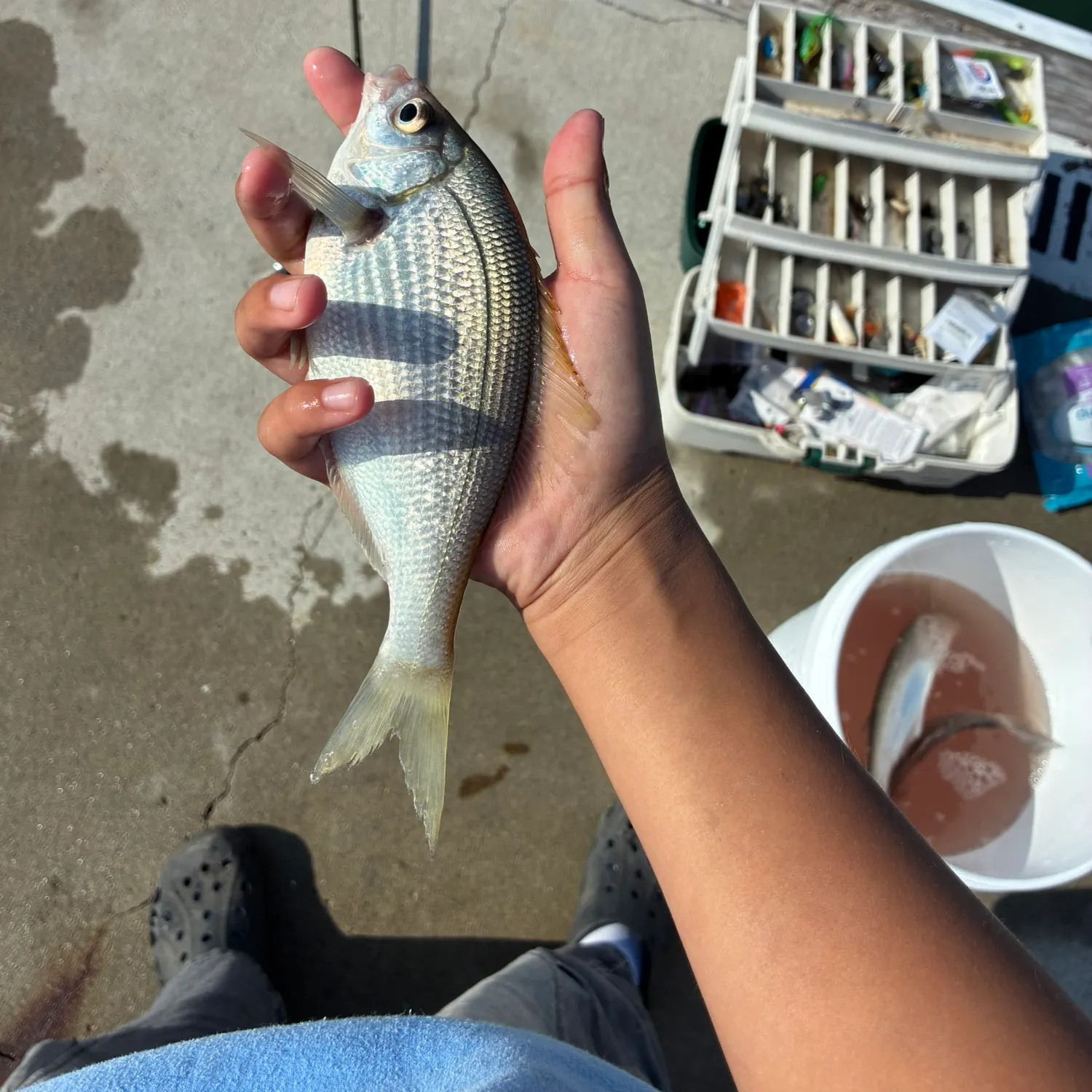 The most recent White seaperch catches on Fishbrain