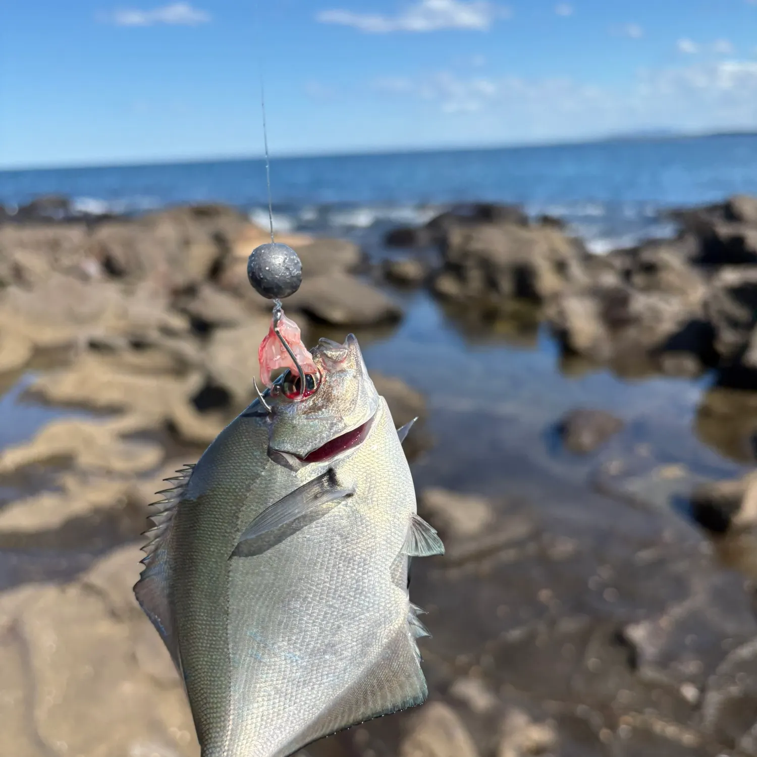 The most recent Silver sweep catches on Fishbrain