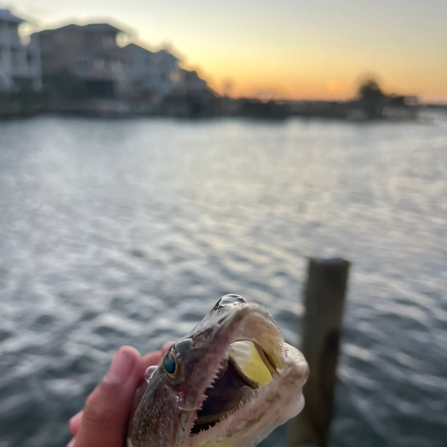 Gulf toadfish caught on Fishbrain