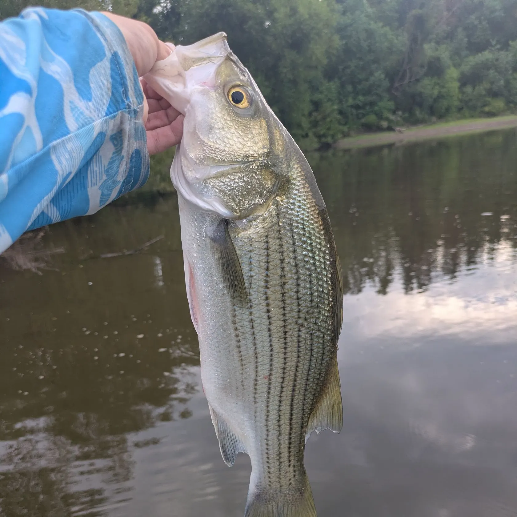Wiper caught on Fishbrain