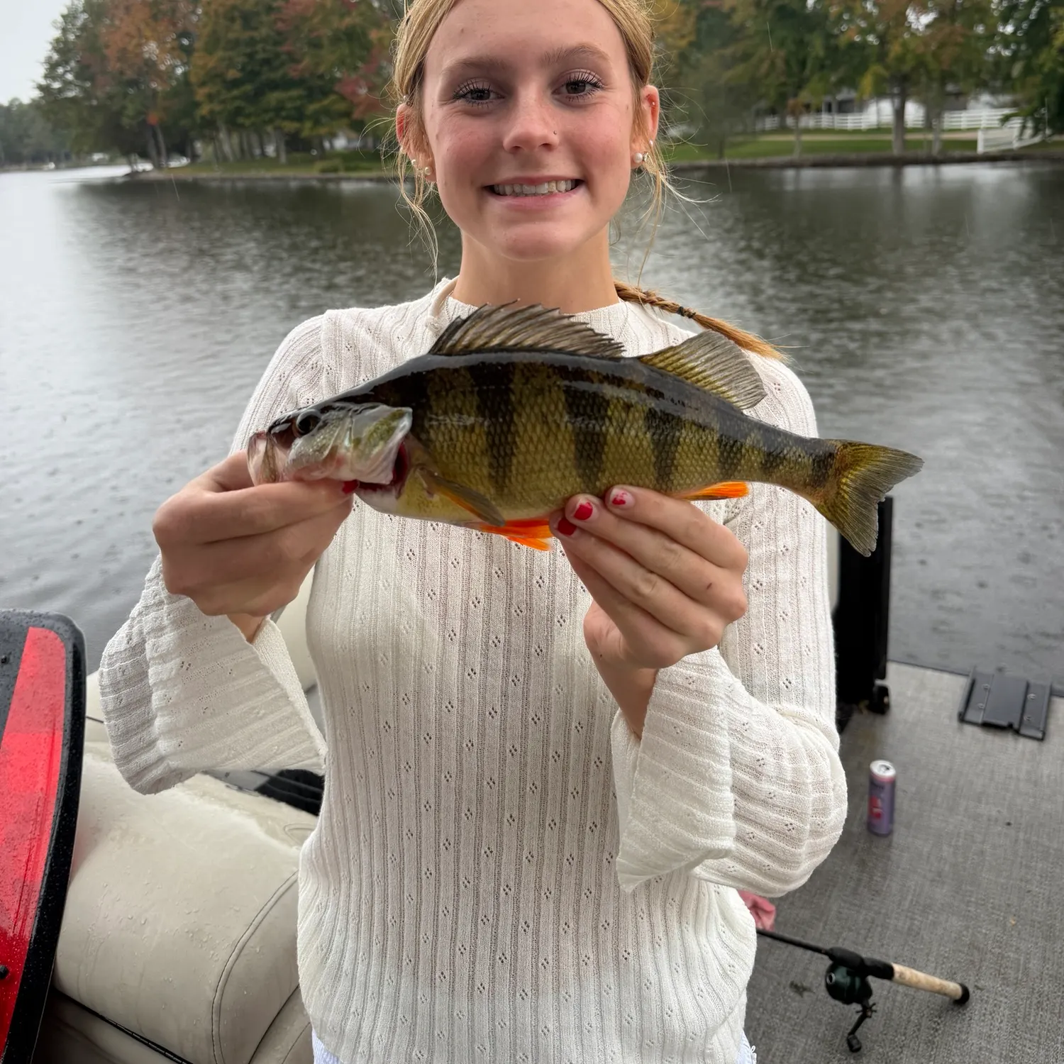Yellow perch caught on Fishbrain