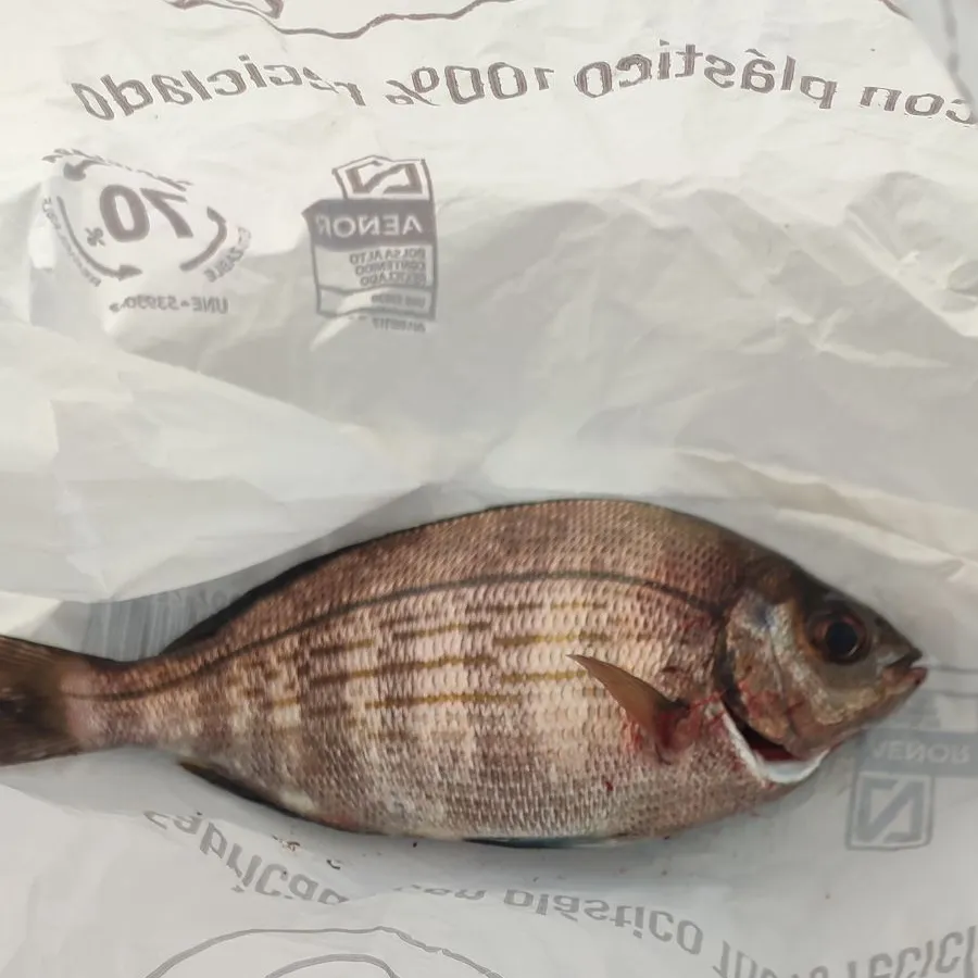 White seabream caught on Fishbrain