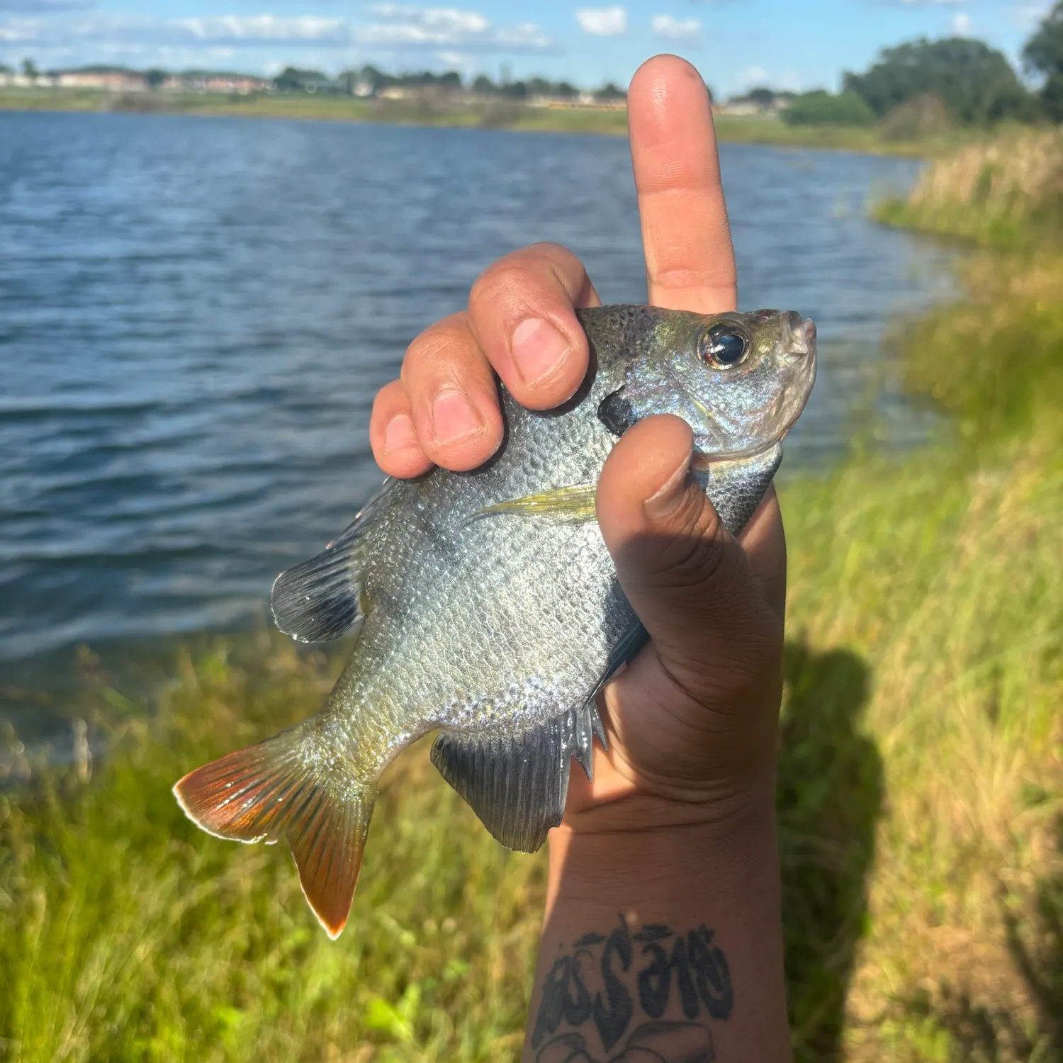 Coppernose bluegill caught on Fishbrain